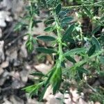 Genista falcata Hoja