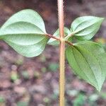 Heterotis rotundifolia Лист