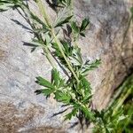 Potentilla virgata Hoja