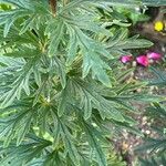 Aconitum variegatum Hoja