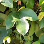 Passiflora manicata पत्ता
