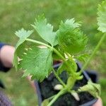 Pimpinella anisum Leaf