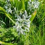 Ornithogalum boucheanum Blüte