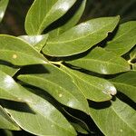 Hymenaea courbaril Leaf