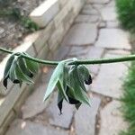 Salvia discolor Fleur