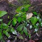 Peperomia pseudopereskiifolia Habit