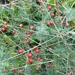 Asparagus officinalis Fruit