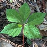 Parthenocissus quinquefolia List