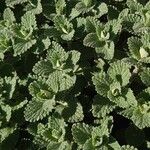 Nepeta cataria Leaf