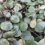 Muehlenbeckia complexa Leaf