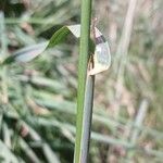 Dactylis glomerata Escorça