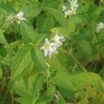 Solanum chenopodioidesFlower