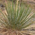 Yucca harrimaniae Leaf