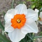 Narcissus × medioluteus