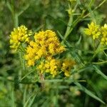 Euthamia graminifolia Flors