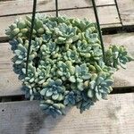 Sedum clavatum Lapas