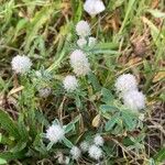 Trifolium arvenseCvet