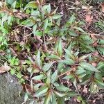 Fuchsia regia Leaf