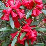 Rhododendron neriiflorum Blomst