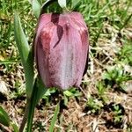 Fritillaria tubaeformis Õis