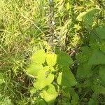 Salvia tiliifolia Leaf