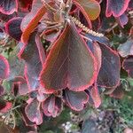 Acalypha wilkesiana Leaf