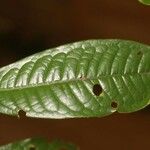 Iryanthera hostmannii 葉