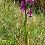 Anacamptis laxiflora Hábito