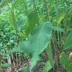 Koenigia polystachya পাতা