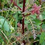 Pedicularis palustris ഇല