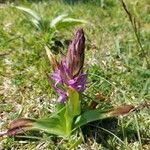 Dactylorhiza incarnata 形態