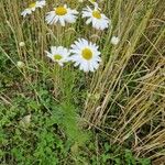 Tripleurospermum inodorumFlower