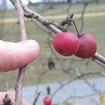 Malus baccata Плод