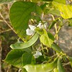 Lablab purpureus Fruit