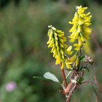 Melilotus altissimus Flower