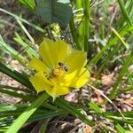 Opuntia humifusaBlüte