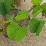 Bauhinia galpinii Folio