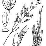 Milium vernale Mosusu