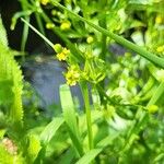 Ranunculus sceleratus 花
