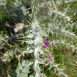 Carduus carlinoides Blatt