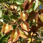 Combretum apiculatum Fruit