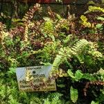 Adiantum edgeworthii Leaf