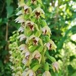 Epipactis helleborineBloem