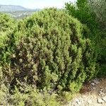 Juniperus phoenicea Habit