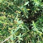 Euphorbia portulacoides आदत