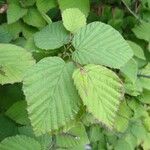 Corylopsis pauciflora Fulla