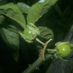 Solanum leucopogon Fruto