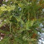 Taxodium distichumLeaf