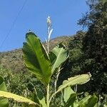 Canna glauca Folha