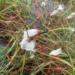 Eriophorum angustifoliumFiore